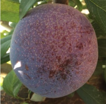 CI 503